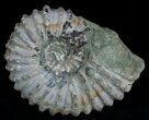 Bumpy Douvilleiceras Ammonite #6470-1